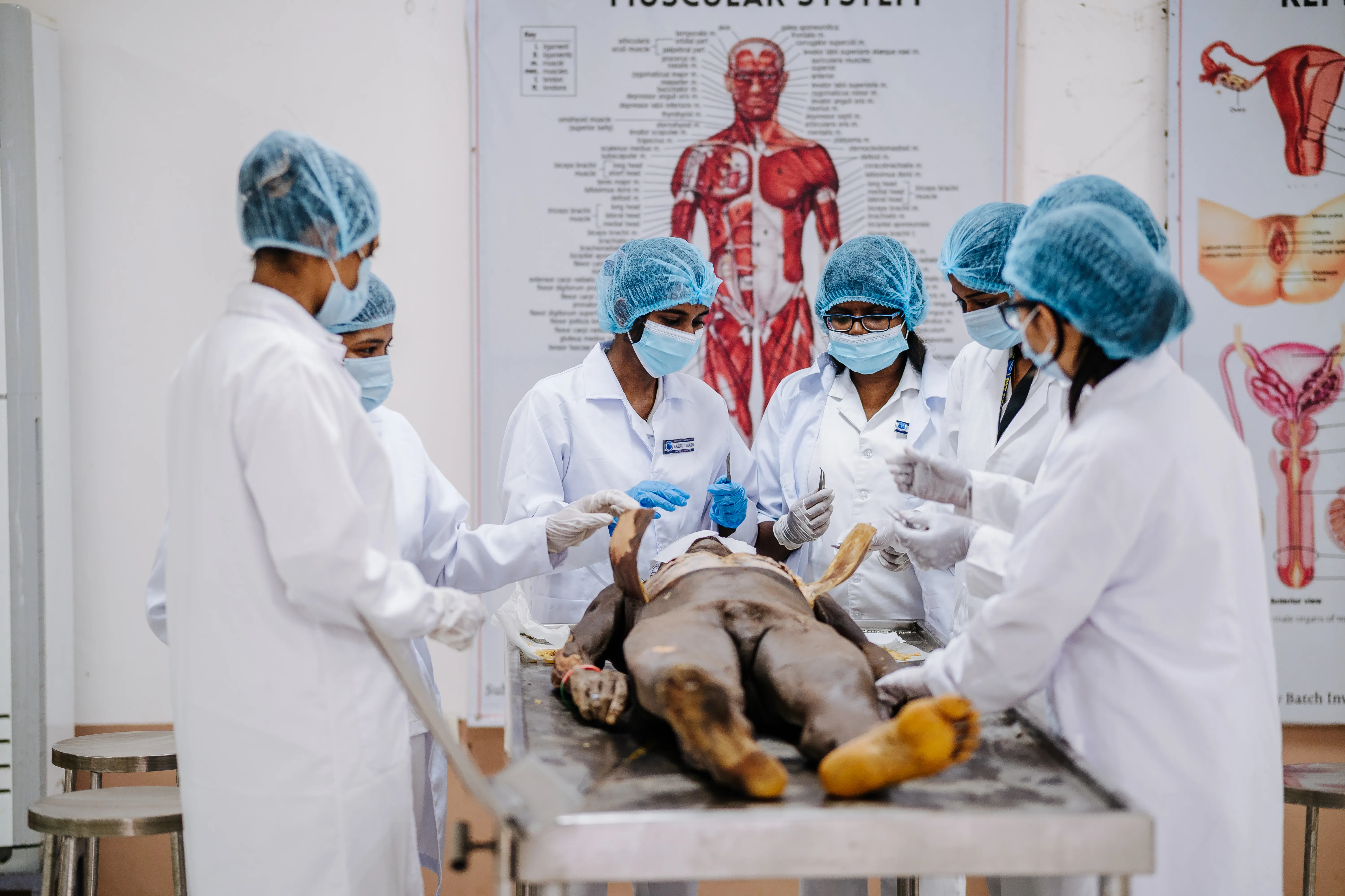 Advanced study of human anatomy in the specialized cadaver dissection laboratory